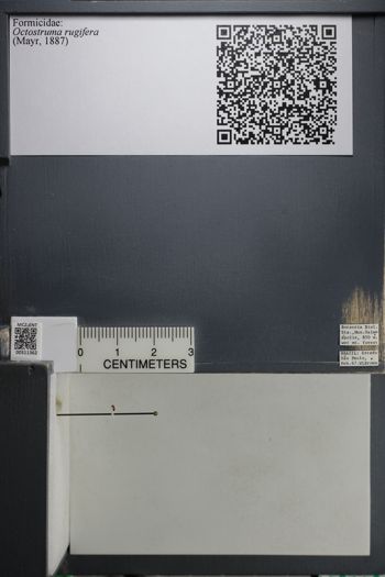 Media type: image; Entomology 511362